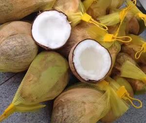 Noix de coco fraîche Macapuno du Vietnam récoltée par les agriculteurs locaux naturellement douce et pure pour les applications alimentaires et de boissons - Product Image 1