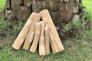 Jouet à mâcher pour chien en bois écologique Coffee Chew - Fabriqué au Vietnam - Longue durée de vie - Plusieurs tailles et couleurs - Stimule la stimulation mentale - Product Image 4