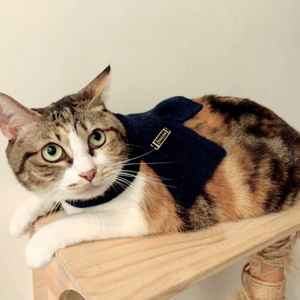 8cm*48cm Beige / Navy Holiday Knit Pet <b>Scarf</b> for Pets of All Sizes - Product Image 5