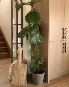 Panier de rangement Artex Green Earth Giraffe en rotin fait main, écologique, en rotin naturel, moderne, multifonctionnel, de forme circulaire - Product Image 3