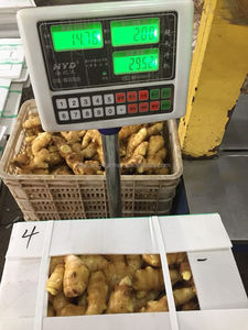 Harga grosir jahe kuning segar 250G dan kualitas tinggi - Product Image 5