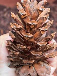 Material de conos de pino natural de Vietnam, secos, para decoración de árboles de Navidad, coronas, manualidades de temporada, centros de mesa y venta al por menor - Product Image 3