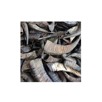 Cornes de buffle naturelles et pointes de corne sur mesure, cornes d'animaux brutes pour l'exportation