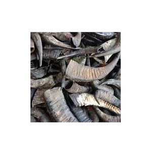 แตรและแตรควายธรรมชาติสำหรับส่งออก - Product Image 3