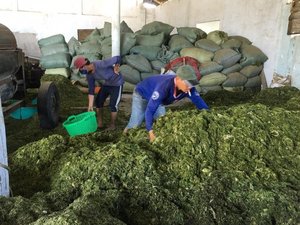 VENTE FLASH Poudre d'algues vertes biologiques du Vietnam Fournisseur en gros Meilleur prix Exportation - Product Image 2