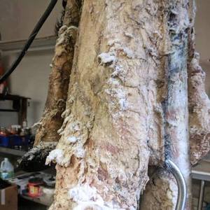 Cuero de Vaca Seco Salado de Primera Calidad, Ecológico y Genuino para Zapatos y Muebles, Precio Bajo al por Mayor - Product Image 6