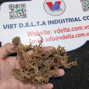 Musgo Irlandés Premium de Vietnam para el Apoyo Inmunológico, Suplemento Dietético, Exportación a Granel a EE. UU. y la UE - Product Image 1