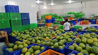 Biologische 1-1,8 kg/stuk groene pomelo grapefruit uit Vietnam, vers citrusfruit met roze vruchtvlees en Brix 10-13%