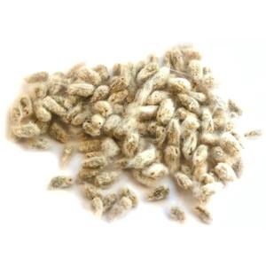 High <b>Oil</b> Cottonseed Natural Cleaned Dried <b>Oil</b> Seeds for <b>Animal</b> Feed Industry <b>Oil</b> Processing and Wholesale Export - Product Image 1