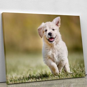 Impresión en lienzo o póster de cachorro Golden Retriever de siete semanas de edad al aire libre para propietarios de mascotas o amantes de los perros - Product Image 2