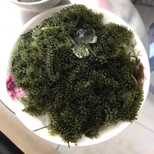 Fournisseur vietnamien proposant des raisins de mer pour les programmes d'exportation avec une production fiable à long terme - Product Image 3