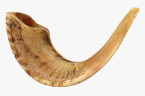 Artículo Popular: Shofar Ecológico de Cuerno de Búfalo Natural para Tocar Diariamente, Kosher, Hecho a Mano y Pulido - Product Image 6