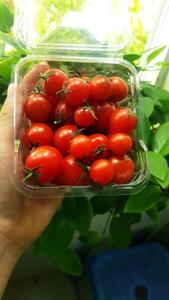 Tomates cherry enteros pelados enlatados con alto contenido de licopeno para salsa de pasta - Product Image 6
