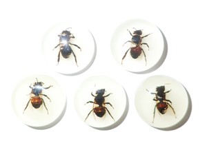 Honey <b>Bee</b> Real Specimen Plastic Cabochon Round 25x25 mm Glow Flat Bottom for Crafts and Jewelry Making - Product Image 5