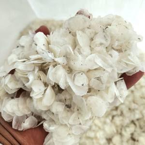 Écailles de poisson VDELTA du Vietnam – Écailles de Tilapia décalcifiées et blanchies à l'oxygène – Meilleur prix / John - Product Image 1