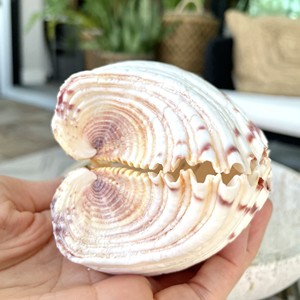 Concha de almeja gigante natural, precio más bajo, concha marina, decoración con temática oceánica, conchas marinas al por mayor - Product Image 5