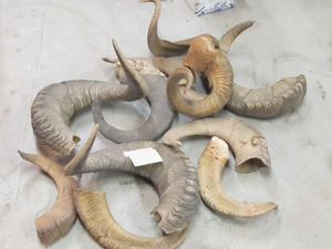 Corne de Bélier / Corne de Mouton de Haute Qualité, Artisanat Naturel, 100% Naturelle, Corne de Bélier Polie, Shofar en Promotion - Product Image 5