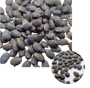 Semillas de Maracuyá de Primera Calidad, Ingredientes Alimenticios Saludables, a Granel - Product Image 1
