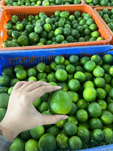 Citrons verts sans pépins du Vietnam : saveur fraîche, forte teneur en jus, taille uniforme, prix compétitif, approvisionnement mondial fiable, livraison en 45 jours - Product Image 5