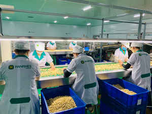 High Quality Hanfimex Brand Raw Cashew Nuts Big Sizes Grade 1 WW180/WW210 Vietnam Origin BRC ISO Certified Tracy14 Vacuum - Product Image 2