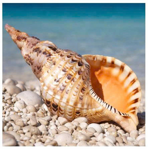 Concha de Trompeta Triton Grande, Pulida y Ecológica, Charonia Tritonis, Concha Natural del Océano para Manualidades - Product Image 1