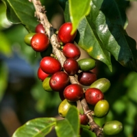 Groothandel Fabrieks Export 95 tot 99% Zuiverheid Robusta Vietnam Oorsprong Groene Koffiebonen A 60kg A Plus Bulkzakken Hoge Kwaliteit