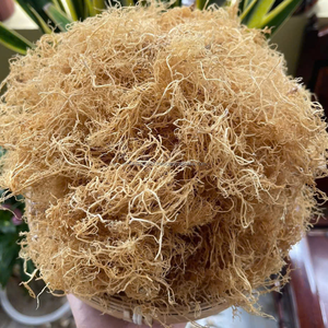 Alga Gracilaria Seca Premium de Vietnam - Materia Prima de Alta Calidad para la Producción de Agar - Product Image 1