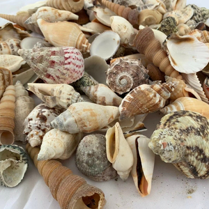 Conchas Marinas Naturales al por Mayor para Decoración de Playa - Product Image 1