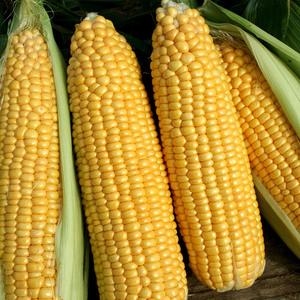 Maïs jaune séché, doux et naturel, idéal pour les applications alimentaires industrielles et la nutrition animale - Product Image 6