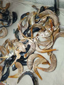 Shofar de cuerno de carnero pulido respetuoso con el medio ambiente hecho a mano | Ceremonias religiosas Prácticas espirituales | Celebraciones culturales del festival | - Product Image 5