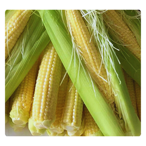 MAÍZ BEBÉ CONGELADO VIETNAMÉS Verduras frescas de primera calidad enteras y cortadas Precios competitivos con certificación IQF - Product Image 5