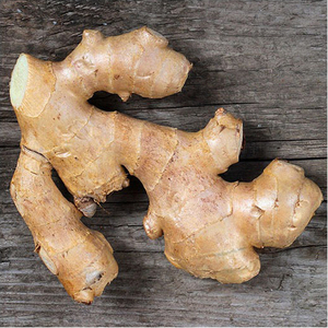 Gingembre frais et gingembre séché à l'air, nouvelle récolte, exportateurs en gros avec prix du marché des racines de gingembre - Product Image 3