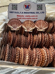 Conchas de vieira naturales a granel para manualidades - Product Image 5