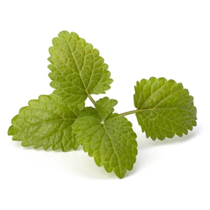 Aceite Esencial de Bergamota y Menta Mentha Citrata |   Proveedor al por Mayor de Aceites Esenciales Premium, Fabricante de Marca Privada OEM - Product Image 5