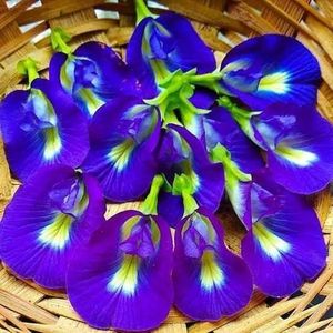 Flor de Mariposa Seca al Sol, Pétalos Azules Naturales, Hierba Premium, Materia Prima para Procesamiento de Bebidas, Industria Alimentaria, Precio al por Mayor - Product Image 3