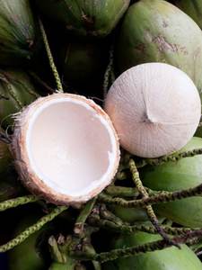 EXPORT STANDARD PREMIUM ENTIER FRAIS PÉLÉ JEUNE NOIX DE COCO 750g 800g Boisson tropicale naturelle saine de qualité vietnamienne - Product Image 3