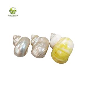 เปลือกหอยเทอร์โบสีเขียวทำมือระดับพรีเมียมสำหรับปูเสฉวน |   เปลือกหอยธรรมชาติขัดเงา สำหรับตกแต่งบ้าน ขายส่งจำนวนมาก - Product Image 5