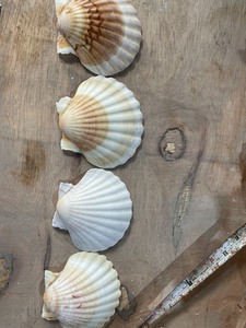 Hermosas Conchas Marinas Naturales Grandes (5-6 cm) 100% Aptas para Decoración Culinaria y Manualidades - Origen Vietnam Ba Ria-Vung Tau VIET D.E.L.T.A - Product Image 1
