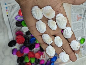 เปลือกหอยสีขาวธรรมชาติสำหรับทำเครื่องประดับ งานฝีมือ ขายส่ง ลูกปัดเปลือกหอยค็อกเคิล ขั้นต่ำ 10 ชิ้น - Product Image 2