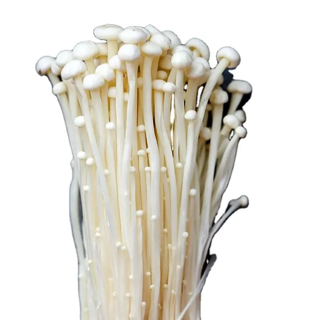 CHAUDE 2024 ENOKI CHAMPIGNONS DÉLICIEUX PRIX RAISONNABLE ET BONNE QUALITÉ