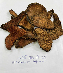 Tranches de racine séchées d'Eleutherococcus trifoliatus (Acanthopanax) du Vietnam, qualité export, arôme naturel - Product Image 6