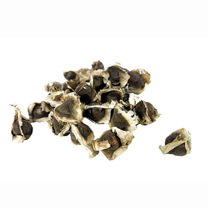 Graines de Moringa riches en nutriments, pour l'huile et l'utilisation à des fins médicinales - Product Image 3