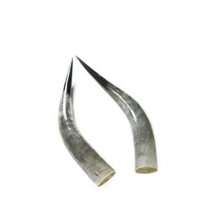 Par de Cuernos de Búfalo Pulidos para Decoración de Pared, Diseño Art Deco, Grandes de 27 a 35 Pulgadas, para Bodas, Cumpleaños, Aniversarios - Product Image 4