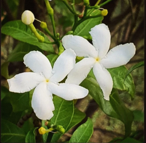 สบู่อายุรเวทจัสมิน ไวท์เทนนิ่ง ไบรท์เทนนิ่ง ทำความสะอาดล้ำลึก สบู่ก้อนกลิ่นส้มยี่ห้อ GIRNAR สำหรับทุกเพศ แพ็ค 4 ก้อน - Product Image 2