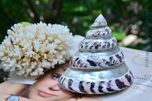 Conchas Marinas Grandes al por Mayor, Turbo Shell, Concha Verde Natural, Tesoro Marino de Vietnam, Perfecta para Tiendas de Regalos, Turbo Marmoratus - Product Image 3