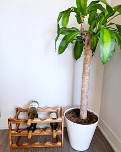 Estante para botellas de 3 niveles, ideal para aceites de cocina, salsas, vino y licores, ahorra espacio en la encimera y almacena múltiples botellas, procedente de la India. - Product Image 6