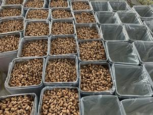 Oferta Especial, Precio Competitivo al por Mayor, Nueces de Anacardo Orgánicas Tostadas y Secas - Caja de 10 kg, Envase a Granel en Lata, Fábrica de Vietnam - Product Image 3