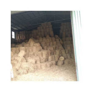 Paja de Arroz de Primera Calidad, Material Agrícola Seco para Compostaje, Cama para Animales, Manualidades, Embalaje y Exportación - Product Image 2
