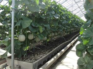 Cuerda de plástico para agricultura de invernadero duradera y eficiente que mejora el rendimiento de los cultivos y la calidad-Tipo de modelado de dibujo - Product Image 5