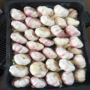 Ajo Pelado Blanco Puro Fresco Orgánico Premium |   Bulbos de Ajo de Grado Alimenticio para Cocinar |   Duración de Caducidad: 6 Meses |   Al por Mayor |   5.5 cm |   5 kg - Product Image 6